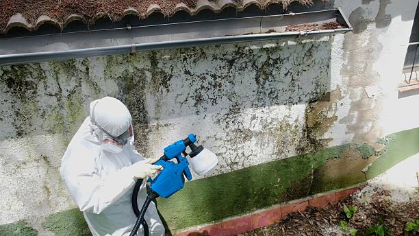 Top rated local Mold Testing specialists in Accident, MD